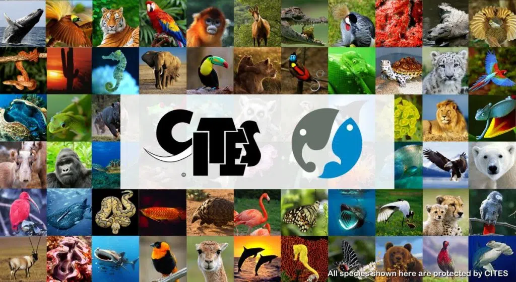 CITES (the Convention on International Trade in Endangered Species of Wild Fauna and Flora)